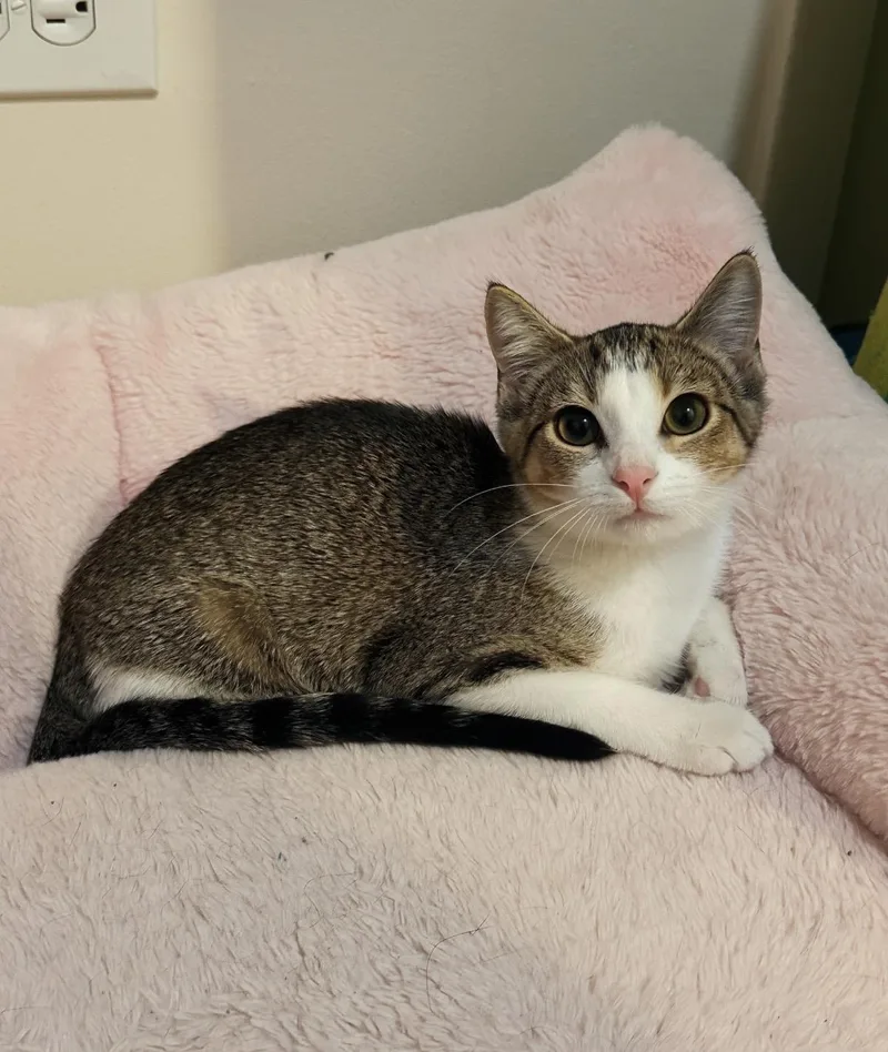 A young medium-sized female Tabby (Brown / Chocolate) Domestic Short Hair cat named Carolina for adoption in Chicago Ridge, IL