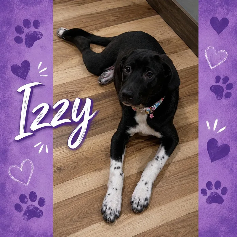 A young medium-sized female Black Labrador Retriever dog named Izzy for adoption in Shinnston, WV