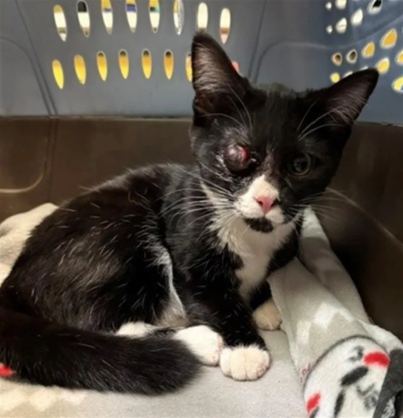 A baby small-sized female Domestic Short Hair cat named Banshee for adoption in Burbank, CA