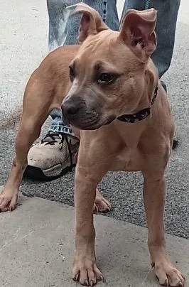 A baby small-sized male Pit Bull Terrier dog named Harley for adoption in Elizabethton, TN