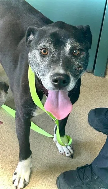 A senior medium-sized female Hound dog named Star for adoption in Newton, NC