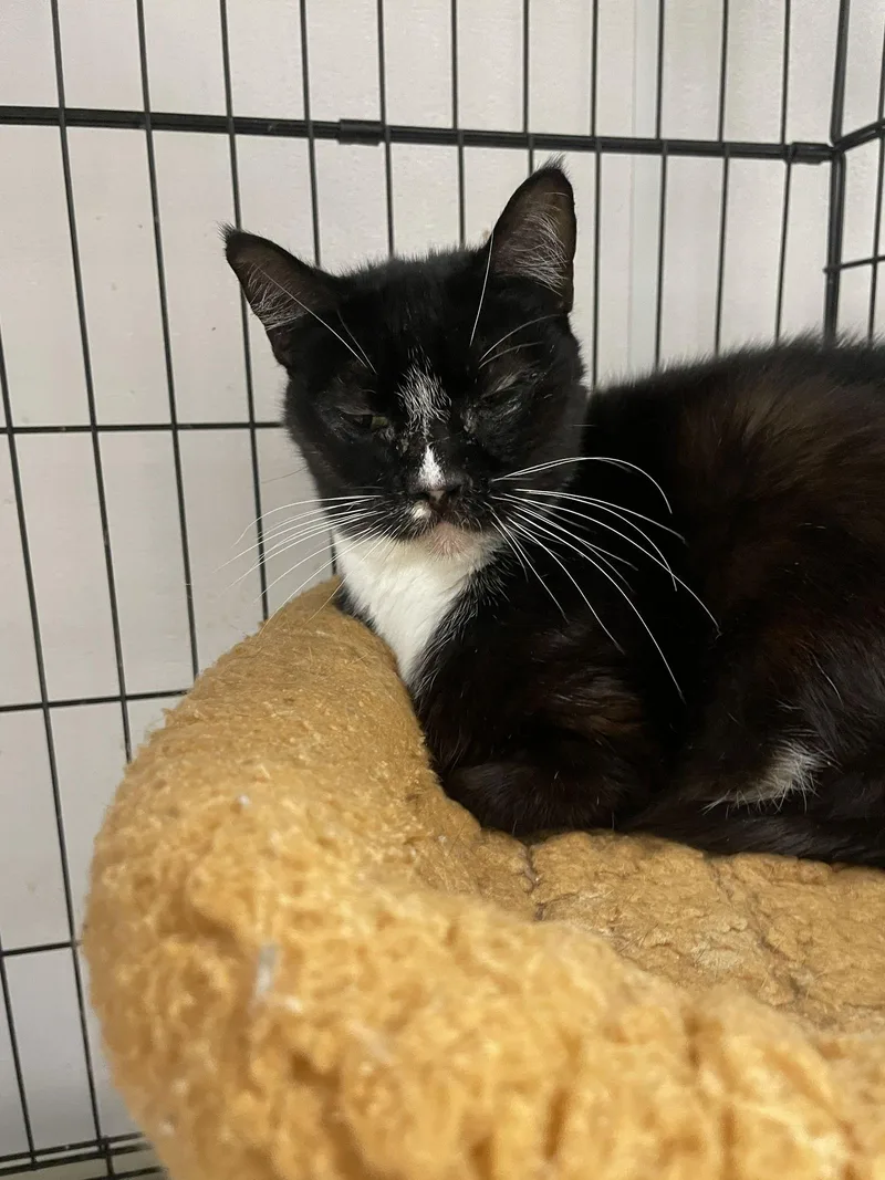 A senior medium-sized female Black & White / Tuxedo Domestic Short Hair cat named Aoibheann for adoption in Satellite Beach, FL