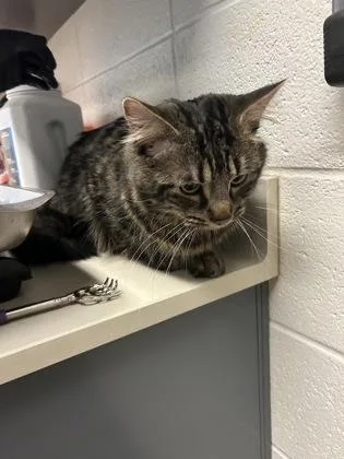 An adult large-sized male Gray / Blue / Silver Domestic Medium Hair cat named Papa for adoption in Wichita, KS