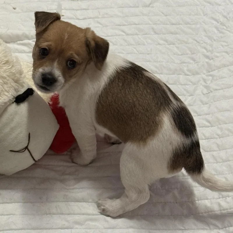 A baby small-sized male White / Cream Terrier dog named Puppy Mars for adoption in Miami, FL
