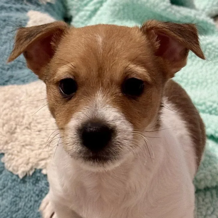 Puppy Mars thumbnail 2