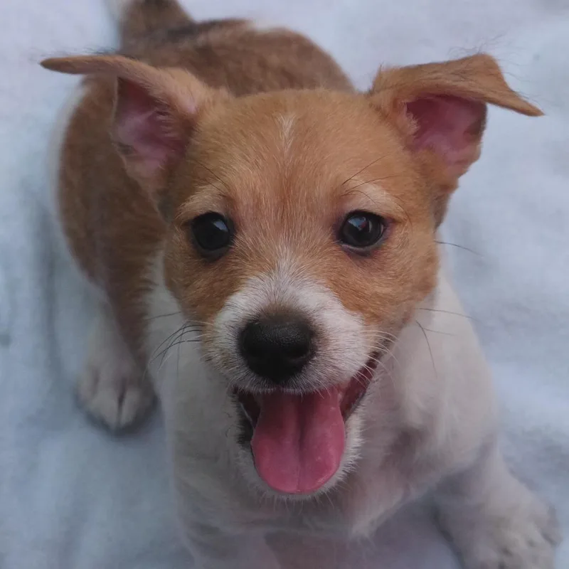Puppy Mars thumbnail 3