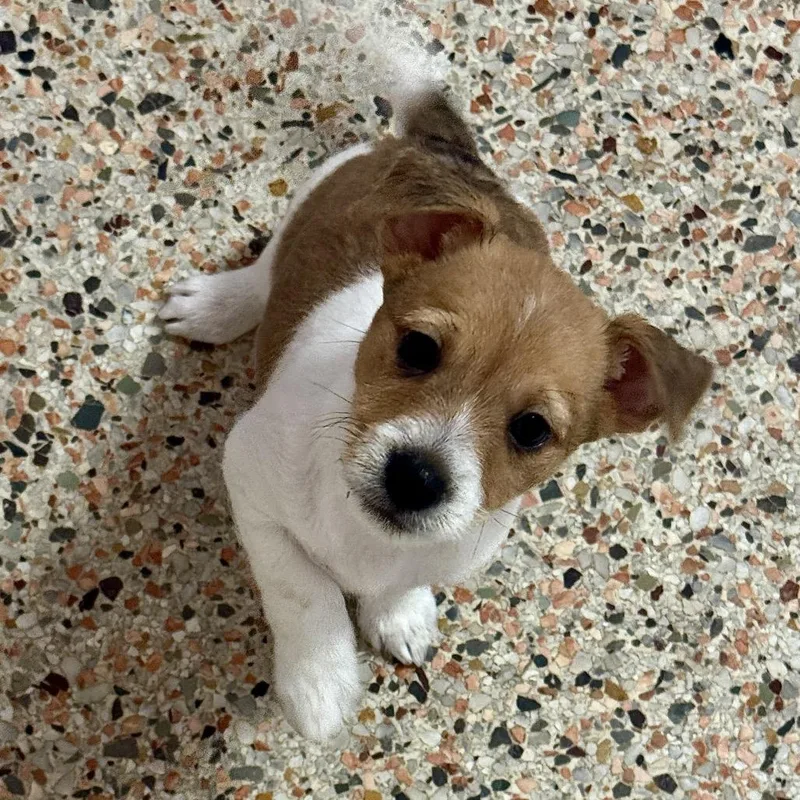 Puppy Mars thumbnail 4
