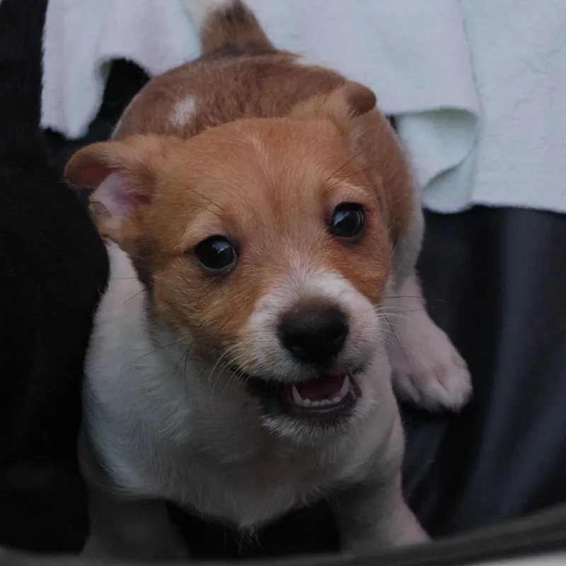 Puppy Mars thumbnail 5