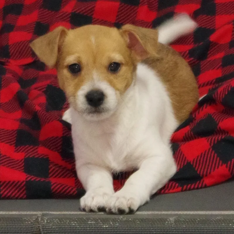 Puppy Mars thumbnail 6