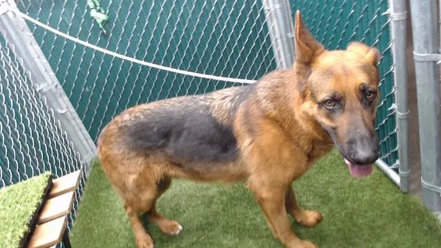 An adult large-sized male German Shepherd Dog dog named Guiseppi for adoption in Downey, CA