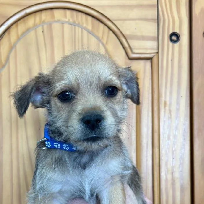 A baby small-sized male Yellow / Tan / Blond / Fawn Chihuahua dog named Oscar for adoption in Phoenix, AZ