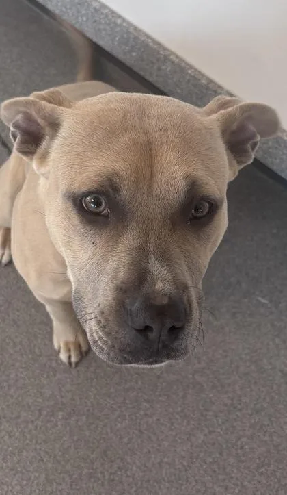 An adult medium-sized male Mixed Breed dog named Scotty for adoption in West Chester, PA