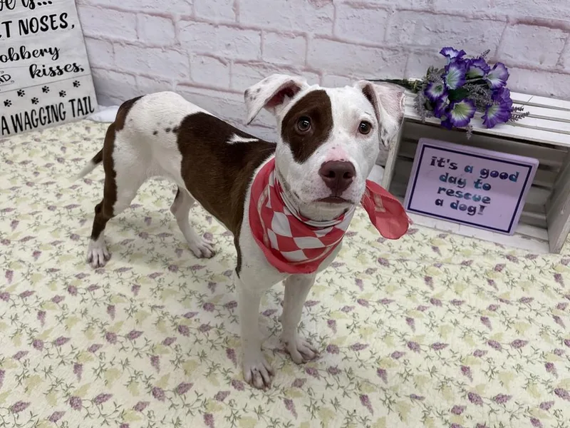 A baby medium-sized female Mixed Breed dog named Elle for adoption in Detroit, MI