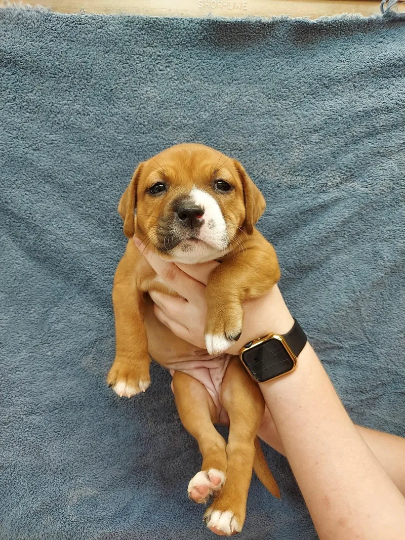 A baby medium-sized female Labrador Retriever dog named Kalley for adoption in Herndon, VA