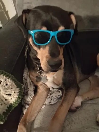 An adult large-sized male Black Rottweiler dog named Ricky for adoption in El Paso, TX