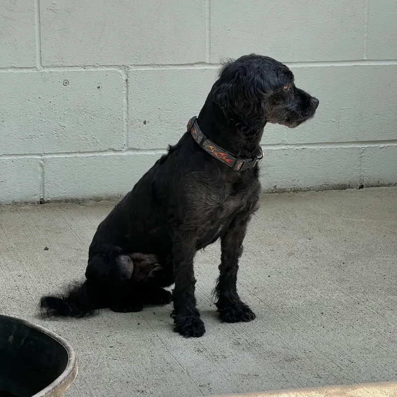A young small-sized male Black Miniature Poodle dog named Arnold for adoption in Fairmont, MN