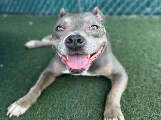 An adult medium-sized female Pit Bull Terrier dog named Shugga for adoption in Bonita, CA