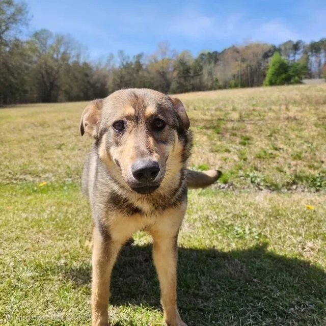 A young medium-sized female Yellow / Tan / Blond / Fawn Shepherd dog named Annie for adoption in Manhasset, NY