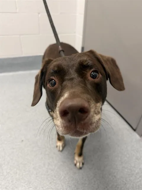 An adult medium-sized female Border Collie dog named Lulu for adoption in Indianapolis, IN