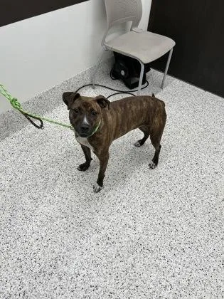 An adult medium-sized female Labrador Retriever dog named Amelia for adoption in Atlanta, GA