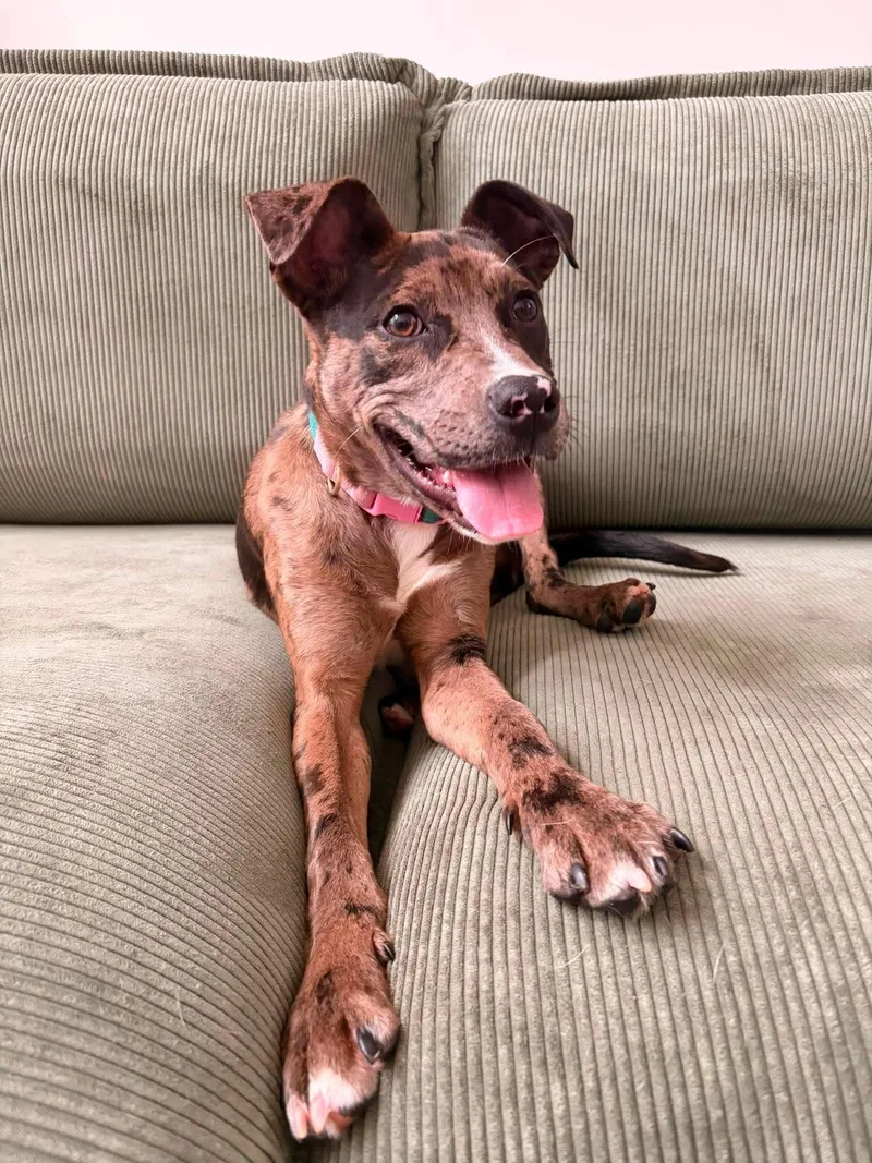 A baby extra large-sized female Mixed Breed dog named Tamson for adoption in Holbrook, NY