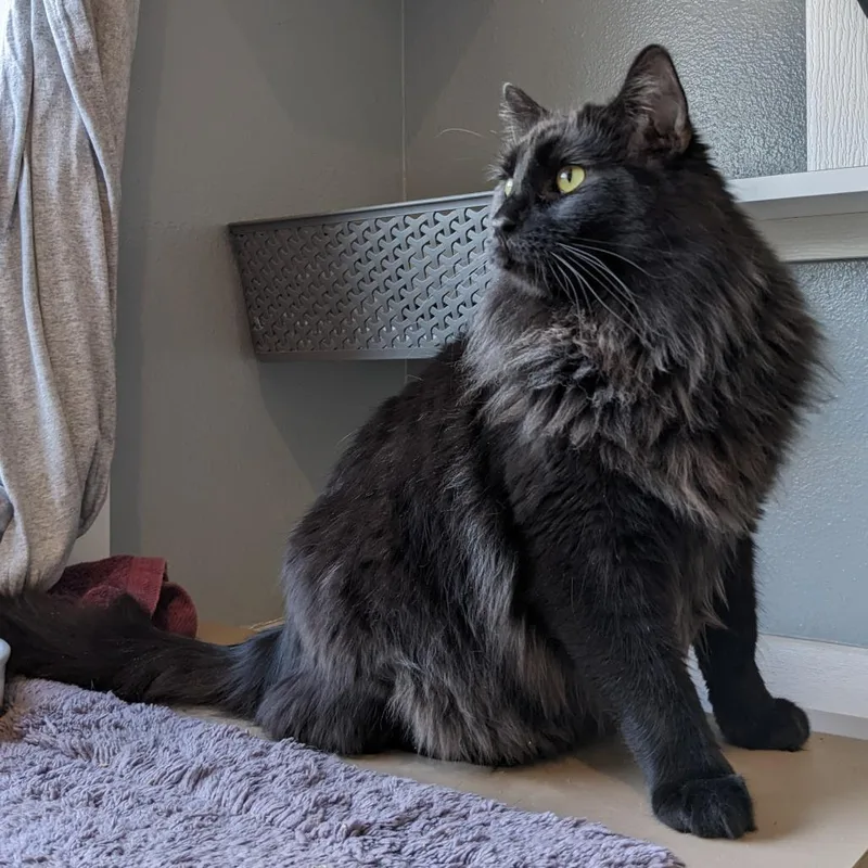 Marcus Fc thumbnail 2