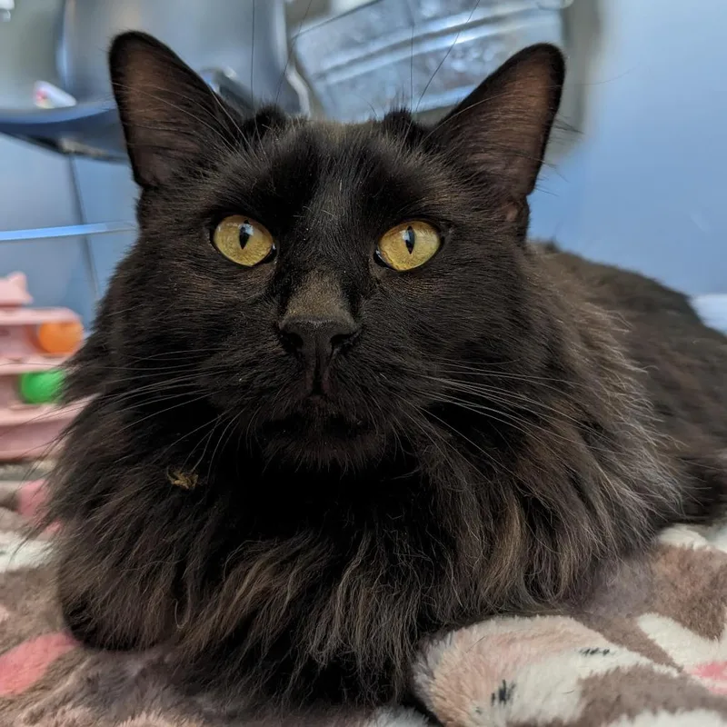 Marcus Fc thumbnail 3