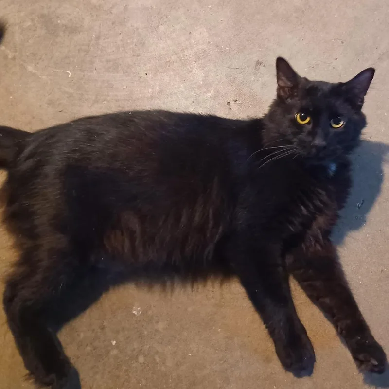 Marcus Fc thumbnail 4