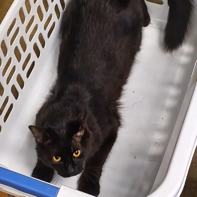 Marcus Fc thumbnail 5