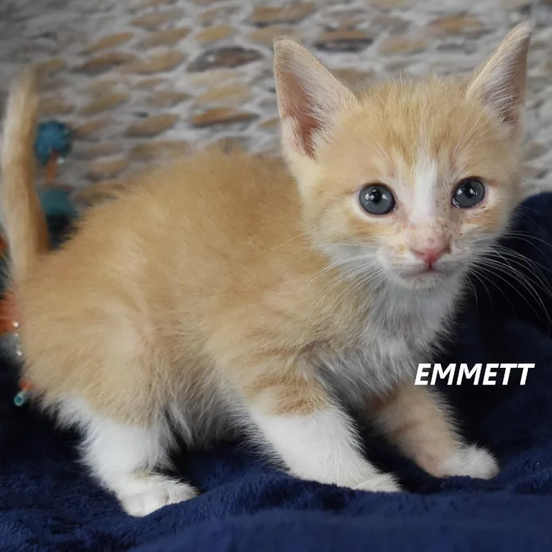 A baby small-sized male Buff / Tan / Fawn Domestic Short Hair cat named Emmett for adoption in Kanab, UT