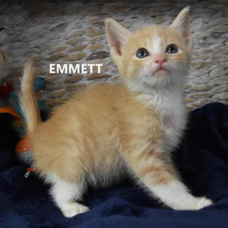 Emmett thumbnail 2