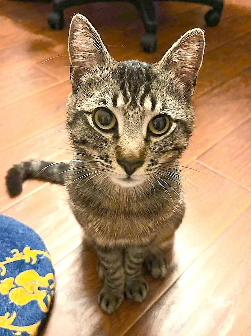 An adult medium-sized male Domestic Short Hair cat named Tiger CP for adoption in Los Angeles, CA