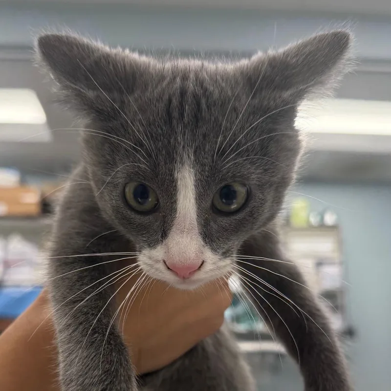 A baby small-sized male Orange / Red Domestic Short Hair cat named Espresso for adoption in Wheeling, IL