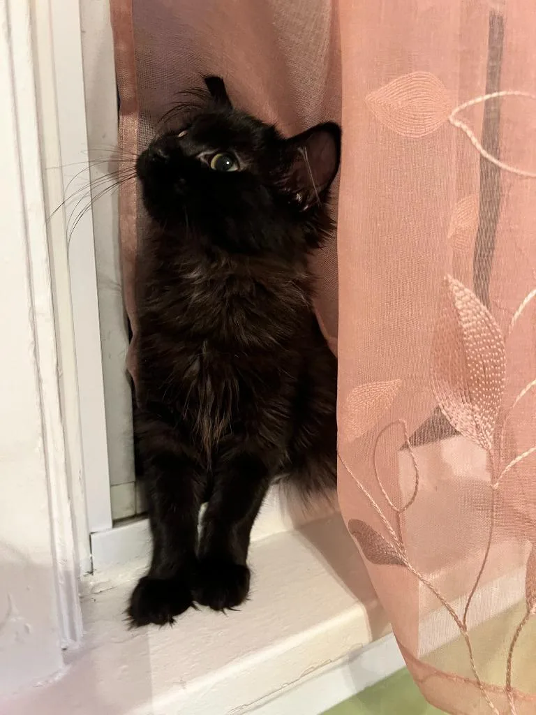 A baby medium-sized female Domestic Long Hair cat named Meredith Penny for adoption in Minneapolis, MN