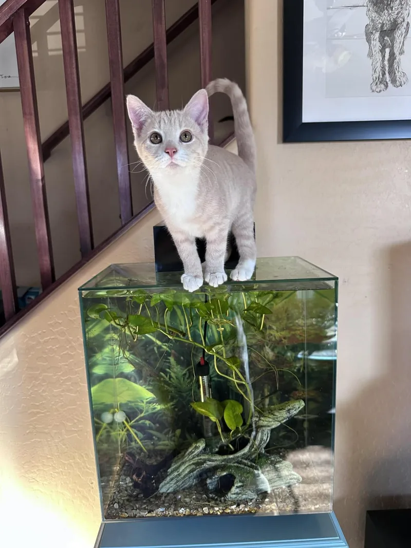 Clam Chowder Foodie thumbnail 3