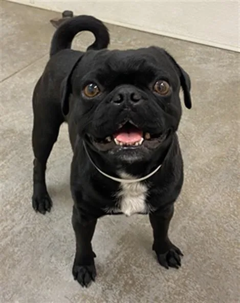 A young small-sized male Pug dog named Jelly Bean for adoption in Phoenix, AZ