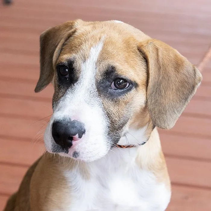 A baby large-sized male Tricolor (Brown, Black, & White) Hound dog named Grim for adoption in Slidell, LA