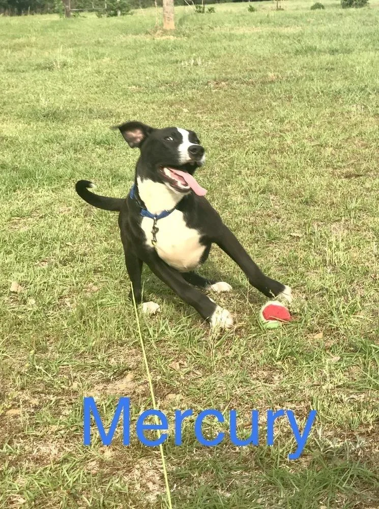 Mercury thumbnail 2