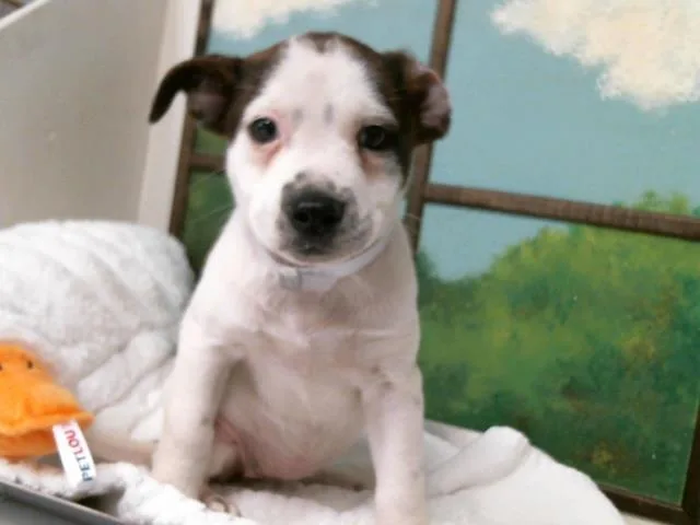 A baby small-sized female Staffordshire Bull Terrier dog named Carrot for adoption in Houston, TX