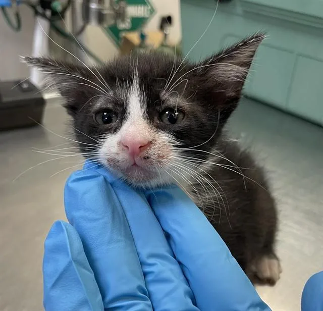A baby small-sized male Domestic Short Hair cat named Jasper for adoption in Corpus Christi, TX
