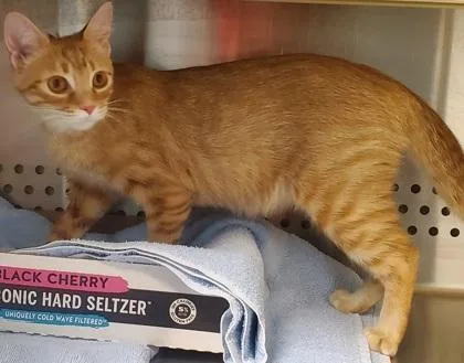 An adult large-sized female Domestic Short Hair cat named Tangerine for adoption in Kansas City, MO