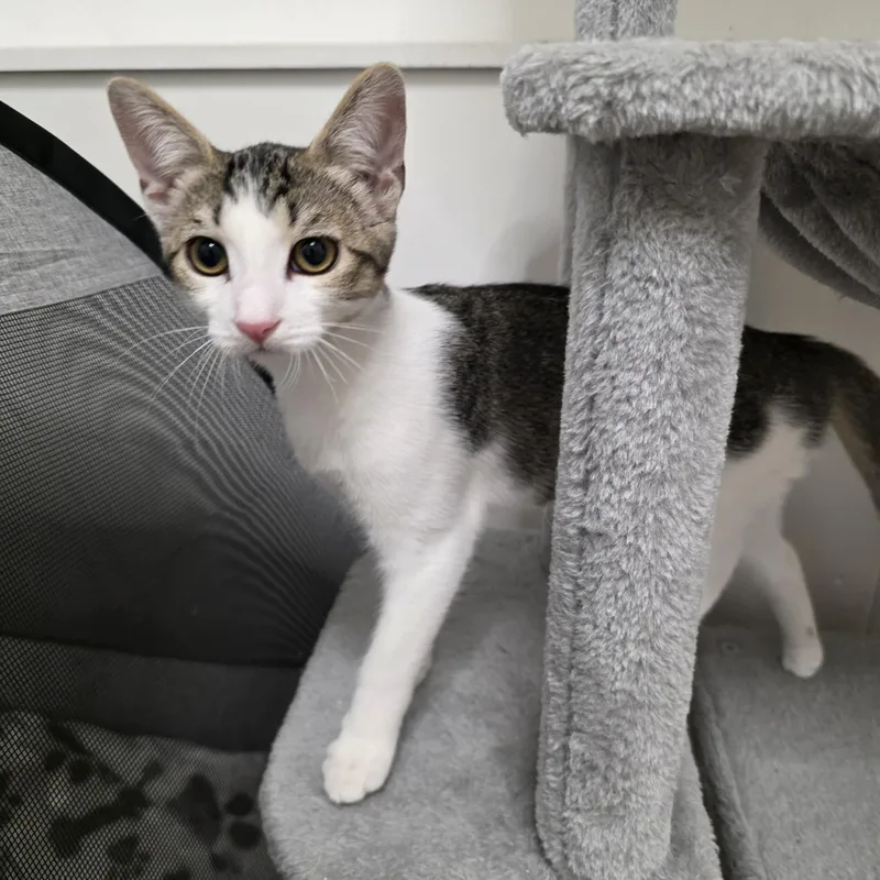 A young medium-sized female Tabby (Buff / Tan / Fawn) Domestic Short Hair cat named Kaplan for adoption in Litchfield Park, AZ