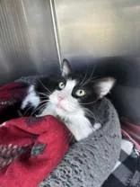 A senior large-sized female Black & White / Tuxedo Domestic Short Hair cat named Nova for adoption in Manitowoc, WI