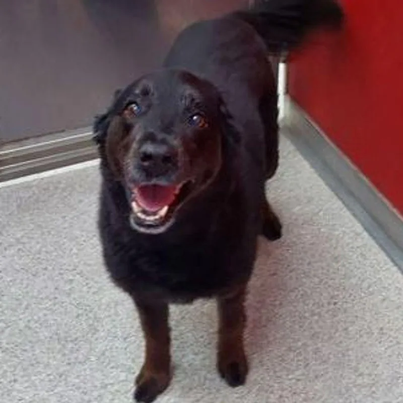 A senior medium-sized female Brown / Chocolate Border Collie dog named Misty for adoption in Lake Havasu City, AZ