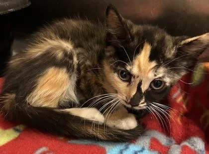 A young small-sized female Domestic Short Hair cat named Gobi for adoption in Phoenix, AZ