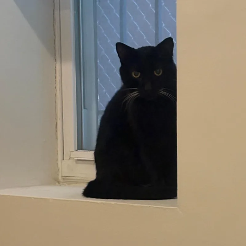 A senior medium-sized male Black Domestic Short Hair cat named Altair for adoption in Evanston, IL