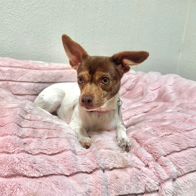 A young small-sized female White / Cream Rat Terrier dog named Poppy for adoption in High Ridge, MO