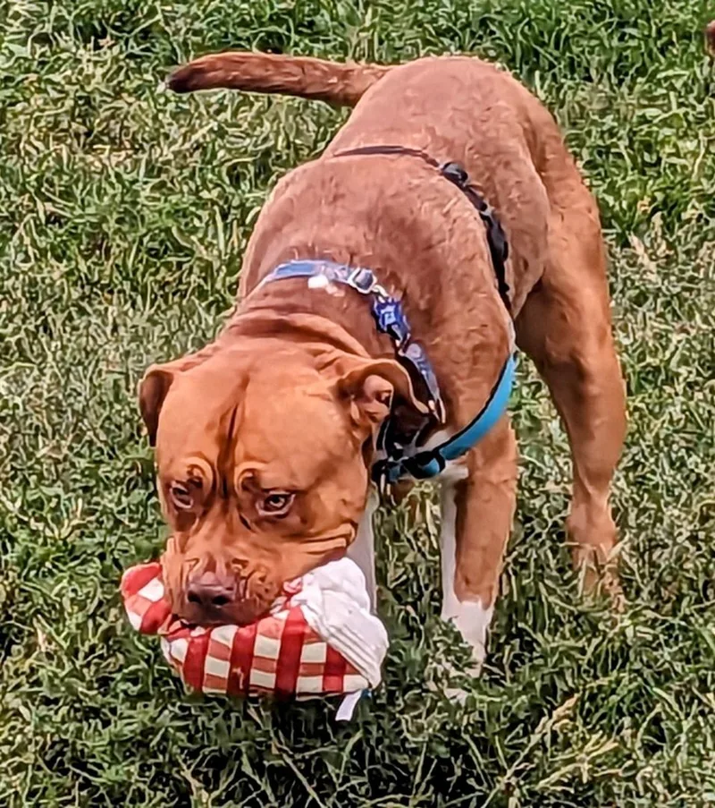 Chop Chop thumbnail 2