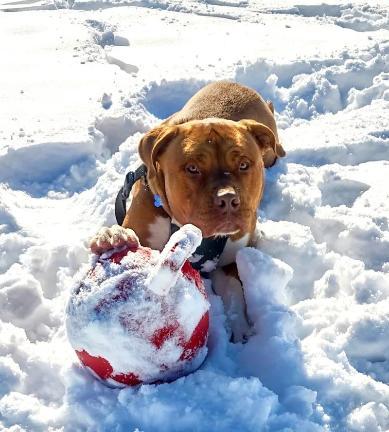 Chop Chop thumbnail 3