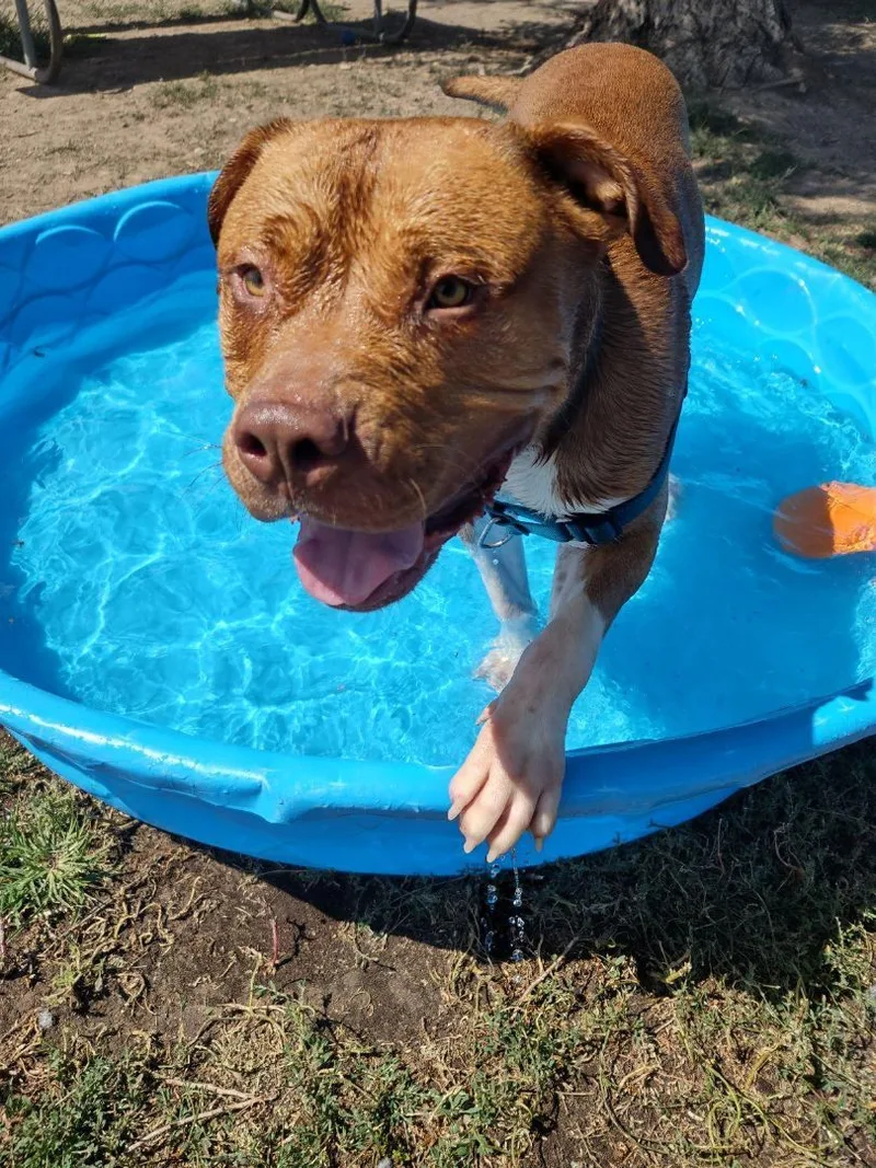 Chop Chop thumbnail 4